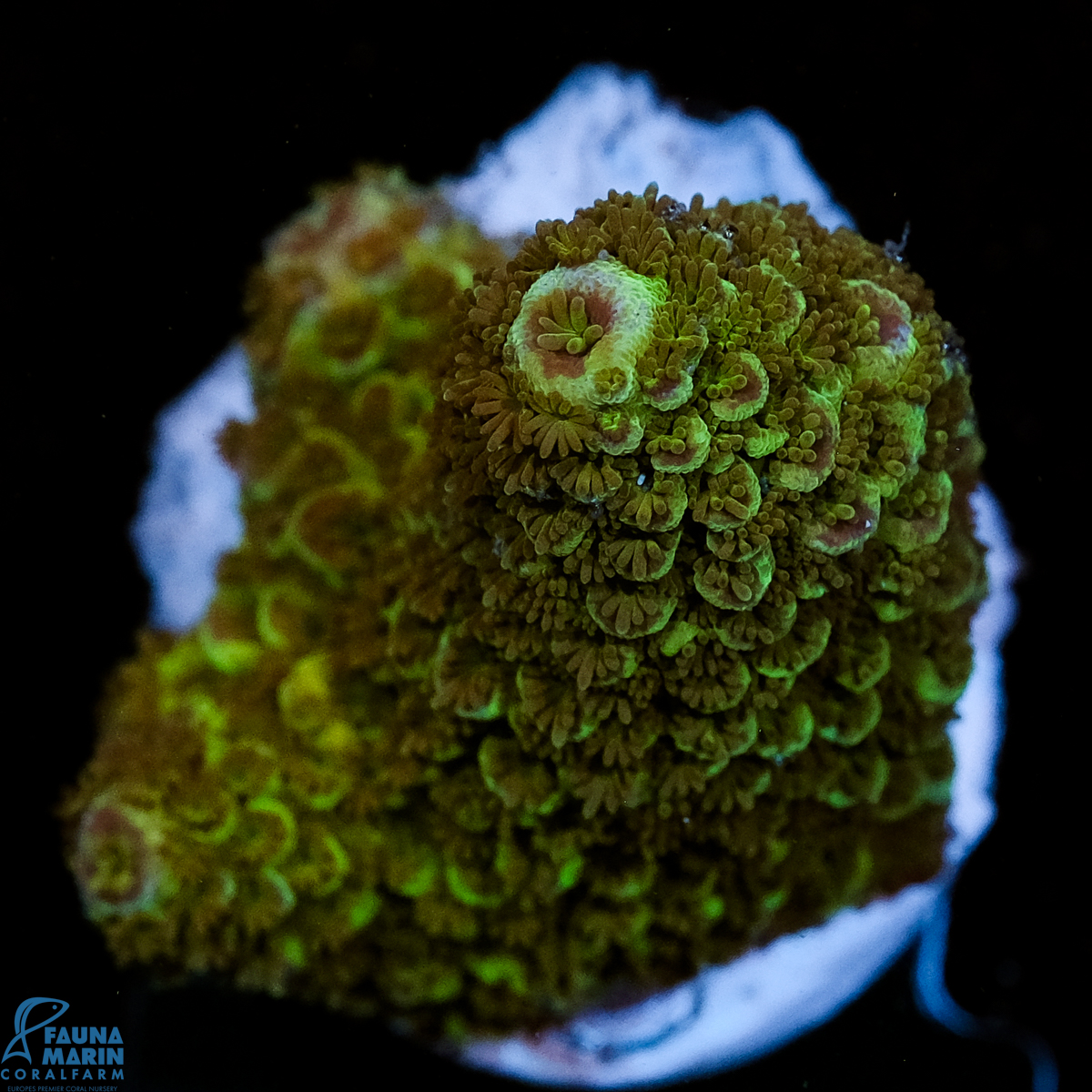 FMC Acropora abrotanoides Green