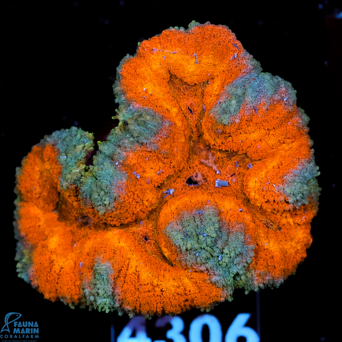 FMC Lobophyllia Red and Blue