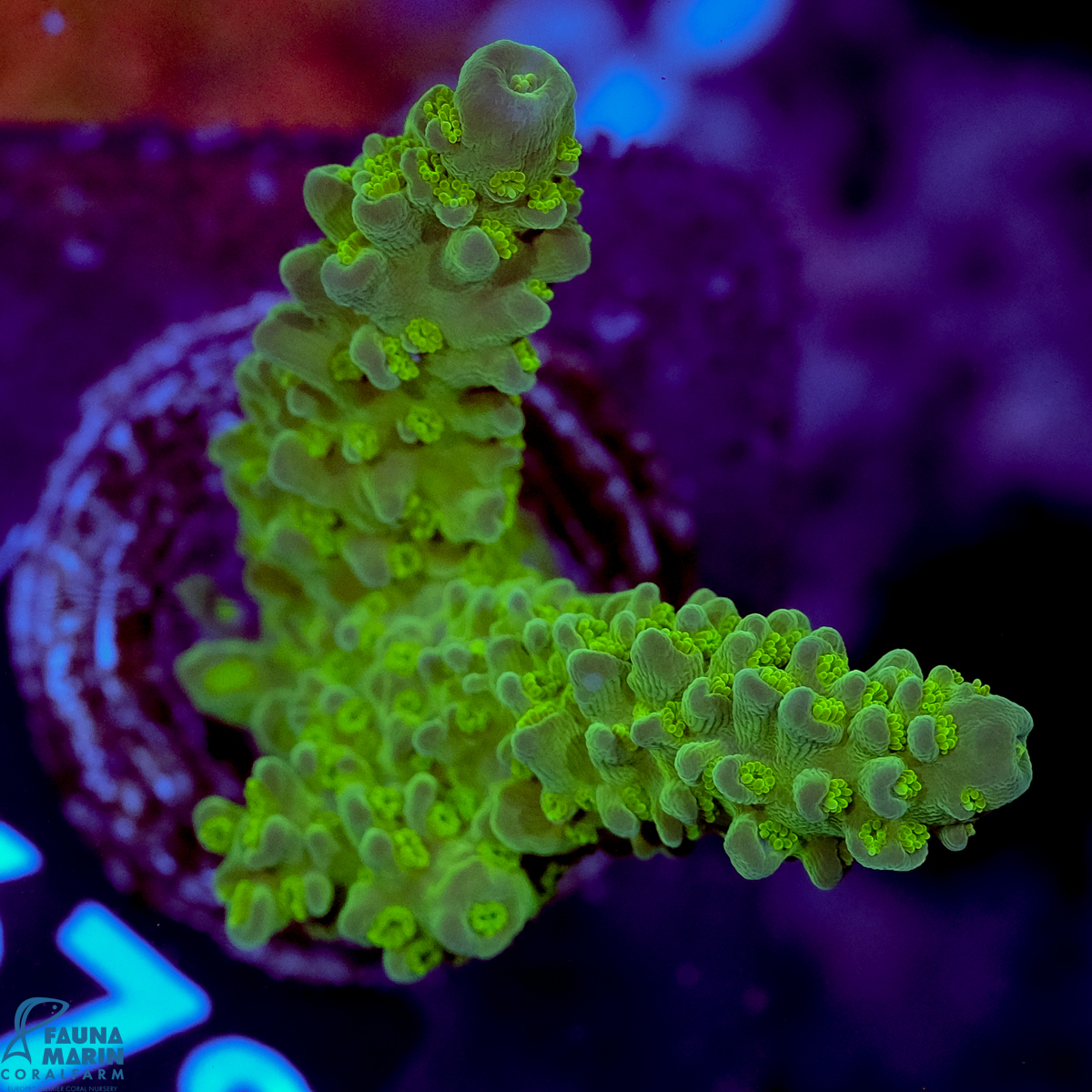 FMC Acropora Green