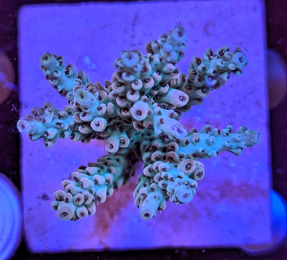 FMC Acropora sp.