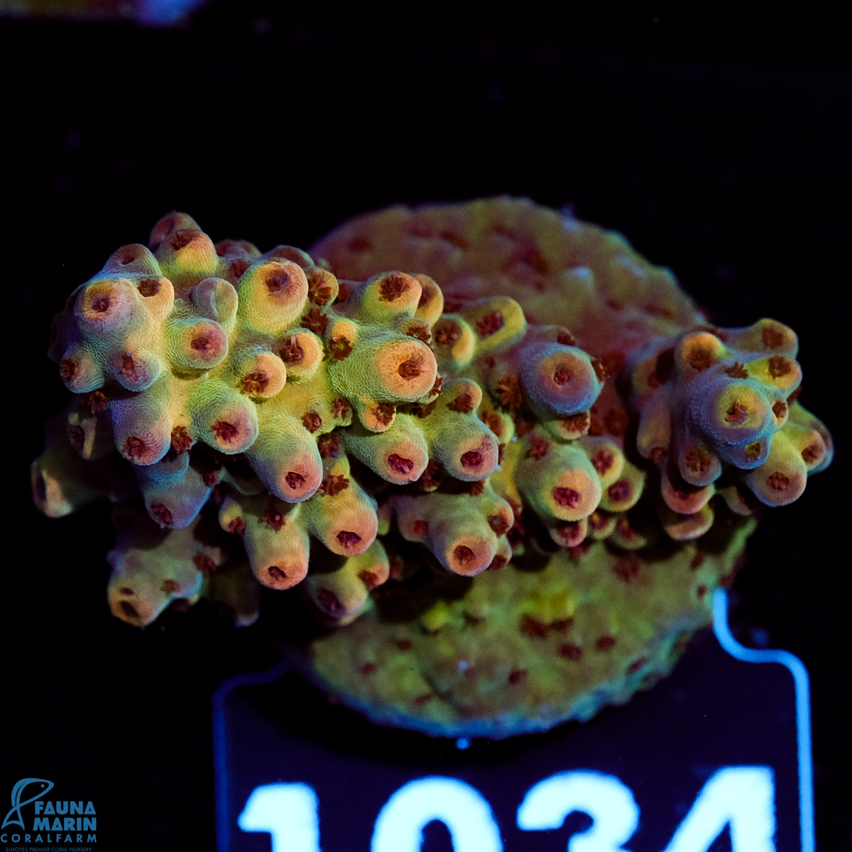 FMC Acropora Aussi Frag