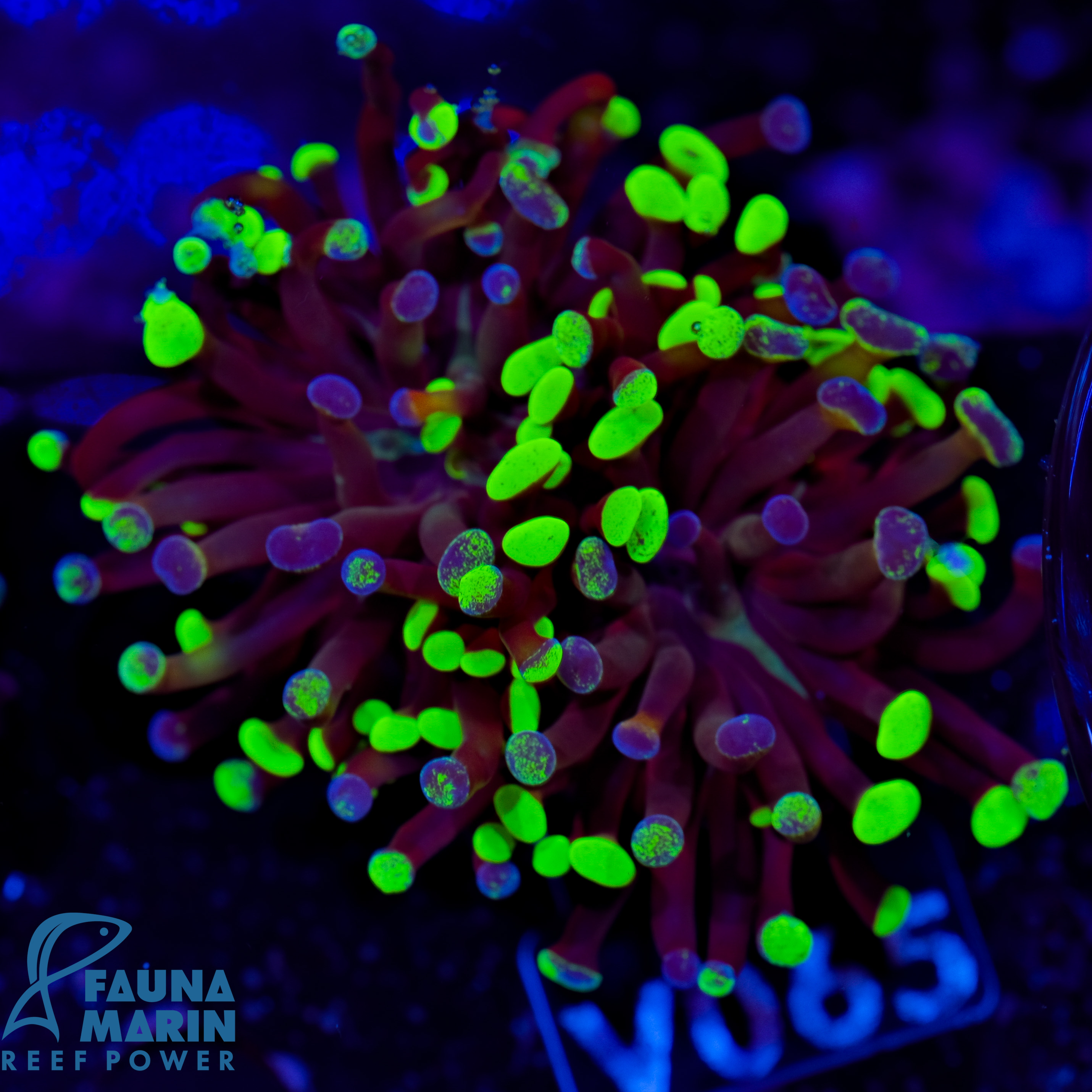 FMC Euphyllia paraancora Toxic Sprinkles 1-2 Polypen V