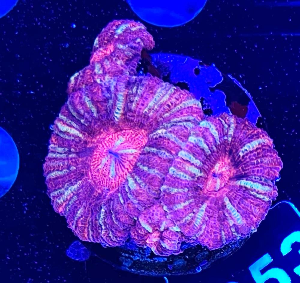 FMC Acanthastrea maxima