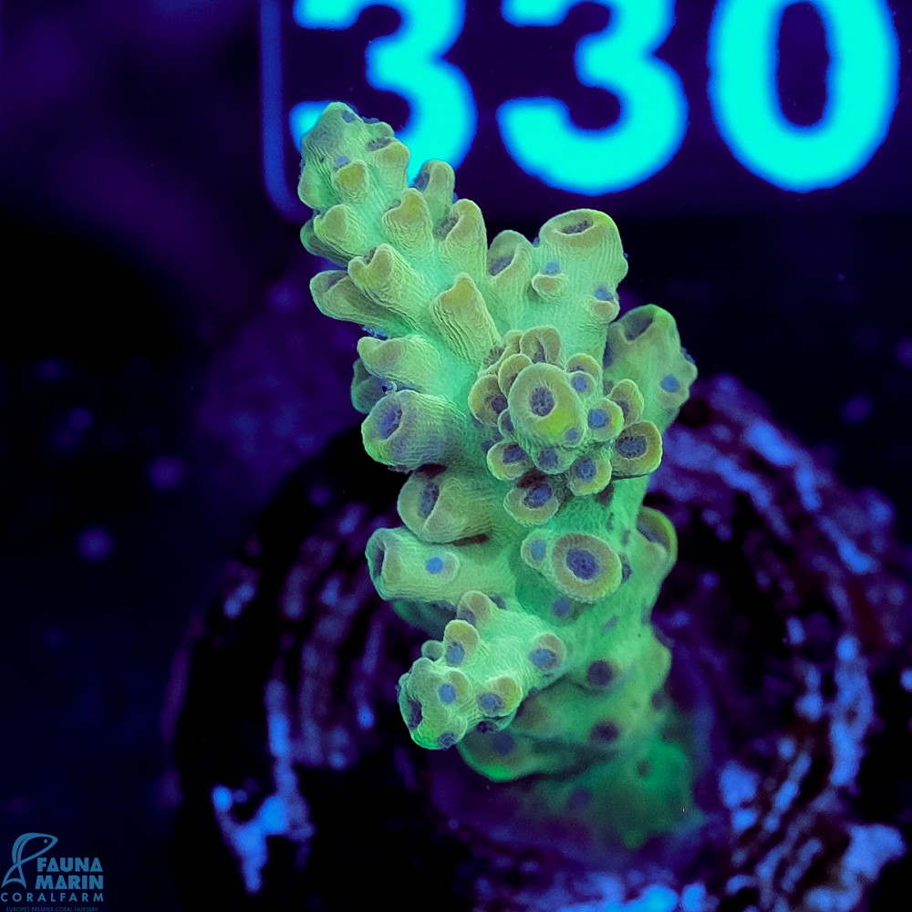 FMC Acropora Insignis Jungle Orchid V