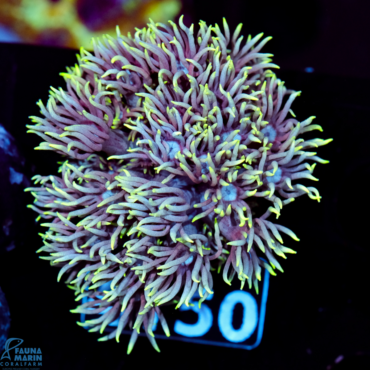 FMC Goniopora Neon Yellow Tip