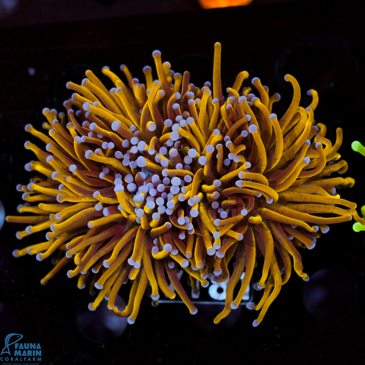 FMC Euphyllia glabrescens 24 K 1 Head V