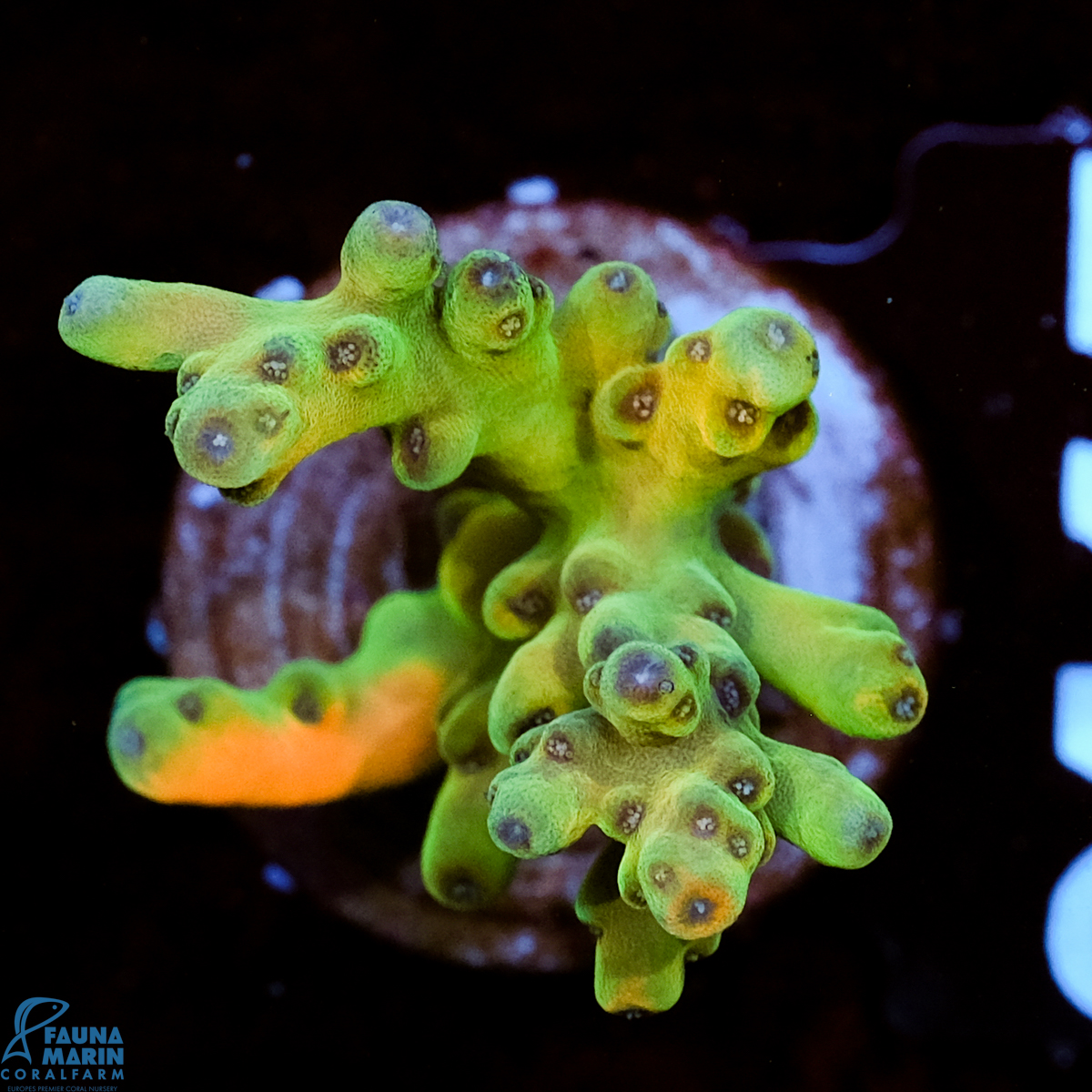 FMC Acropora Jaw Dropper