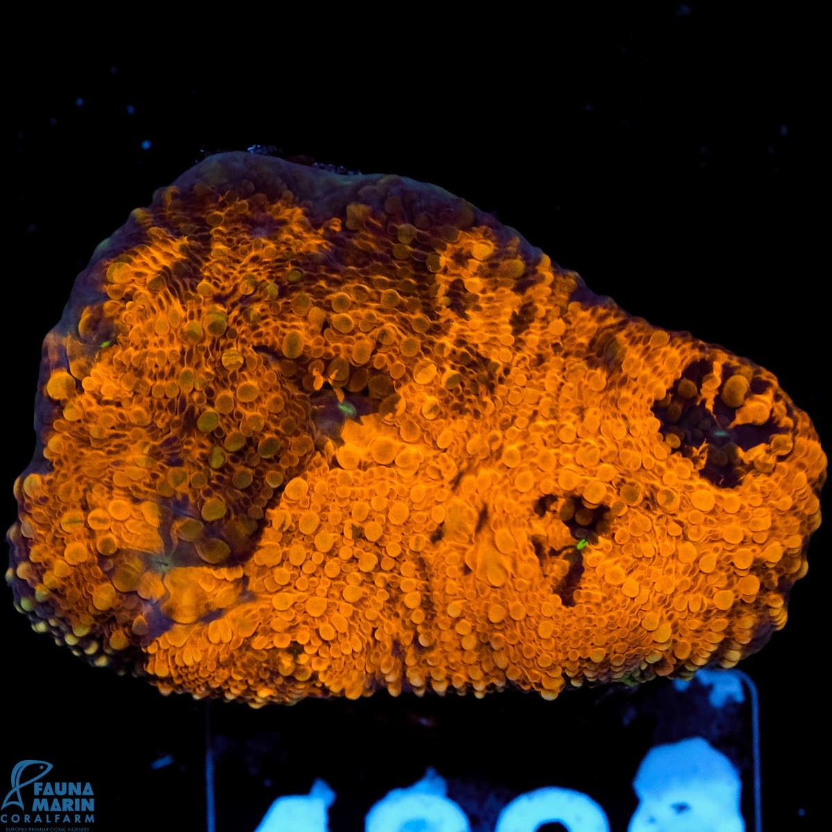 FMC Acanthastrea echinata Goldnugget grafted