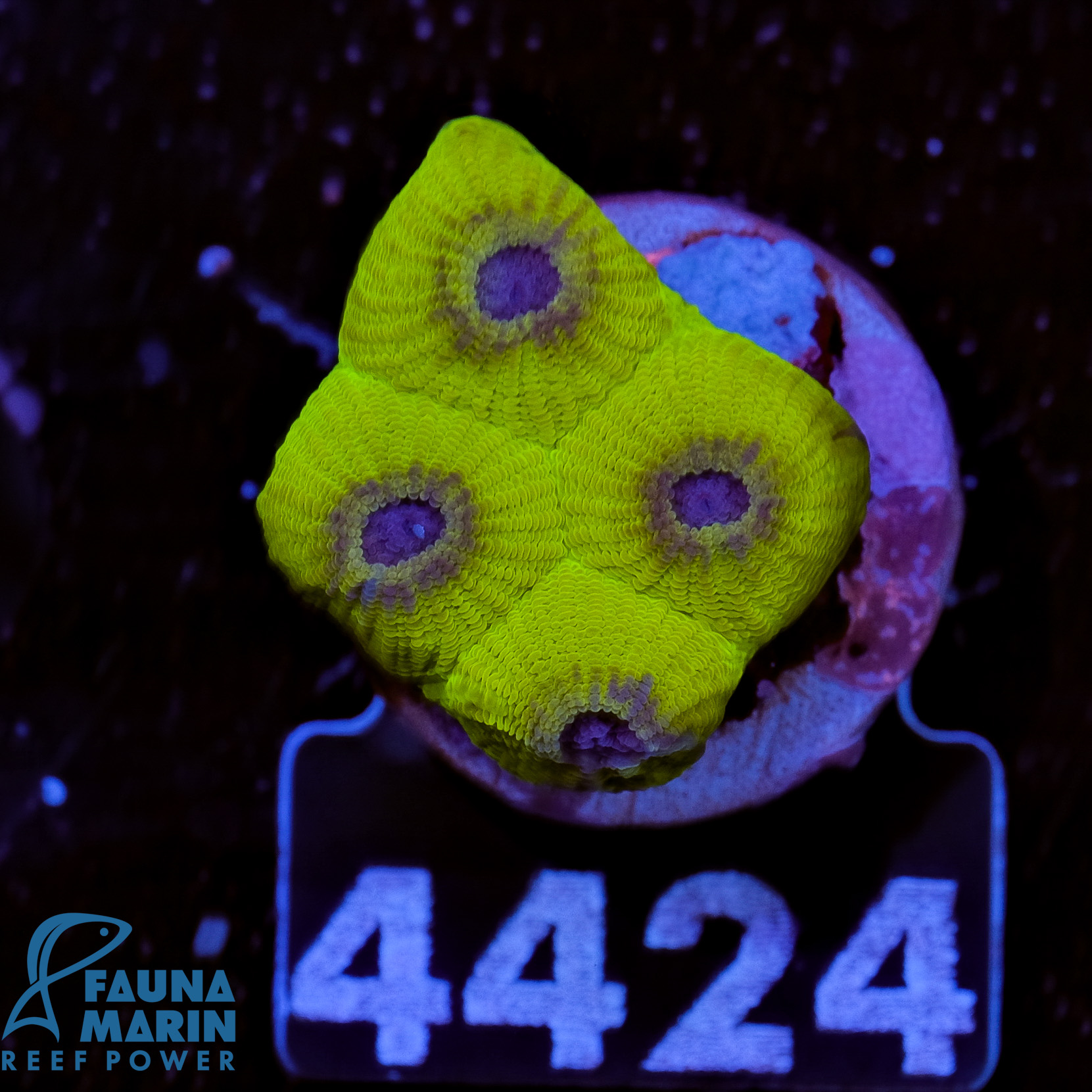 FMC Diploastrea Purple Abyss