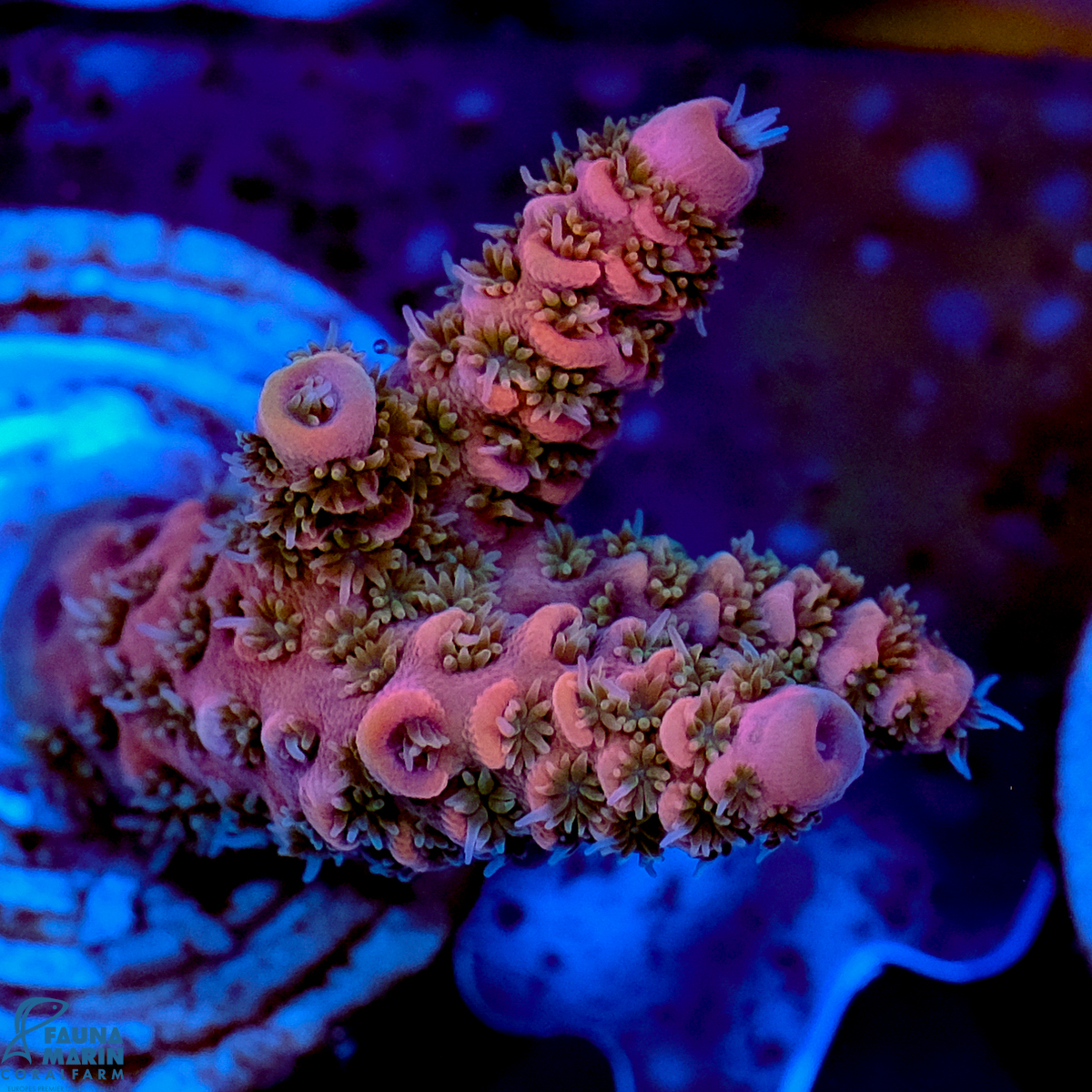 FMC Acropora millepora Red