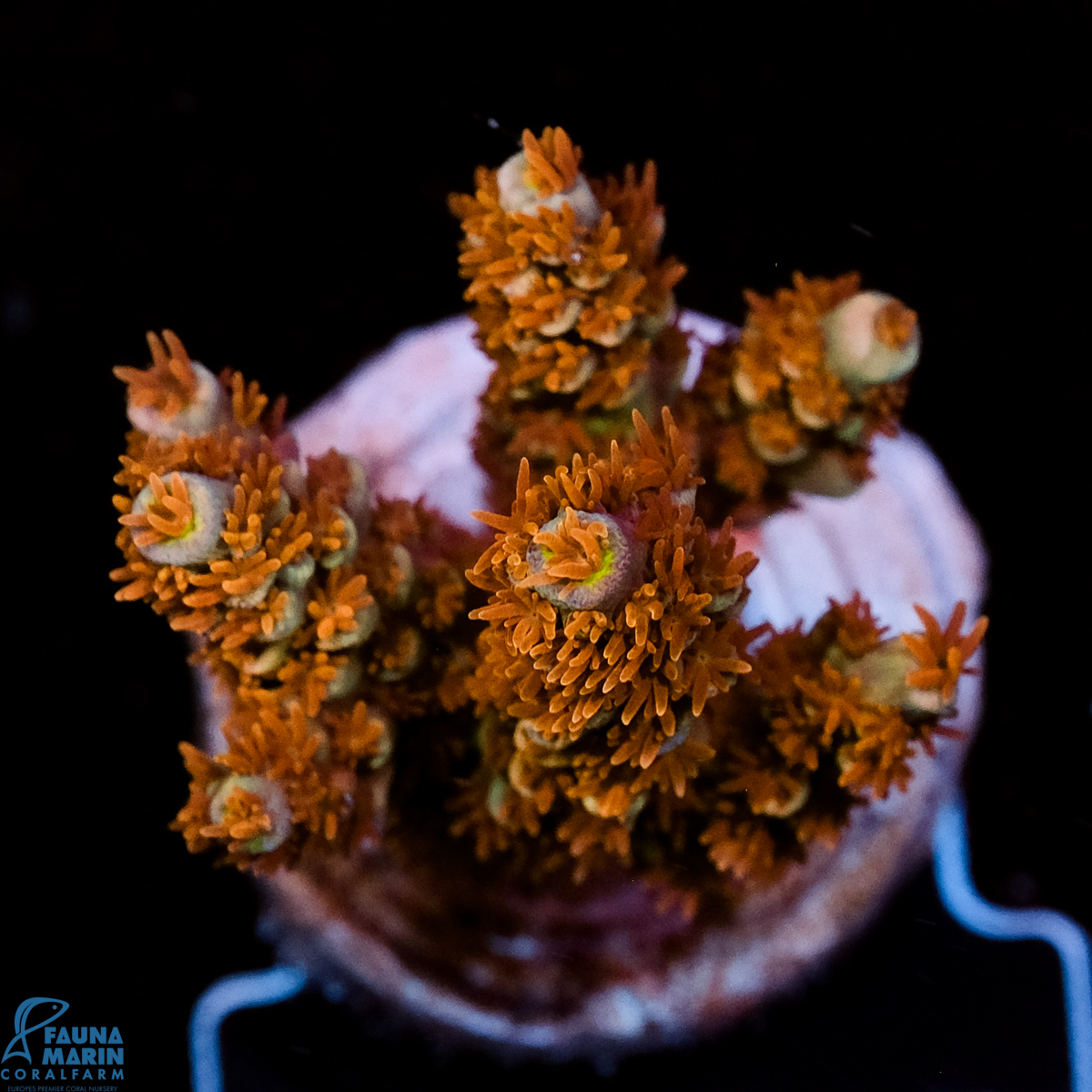 FMC Acropora tenuis Old Copper