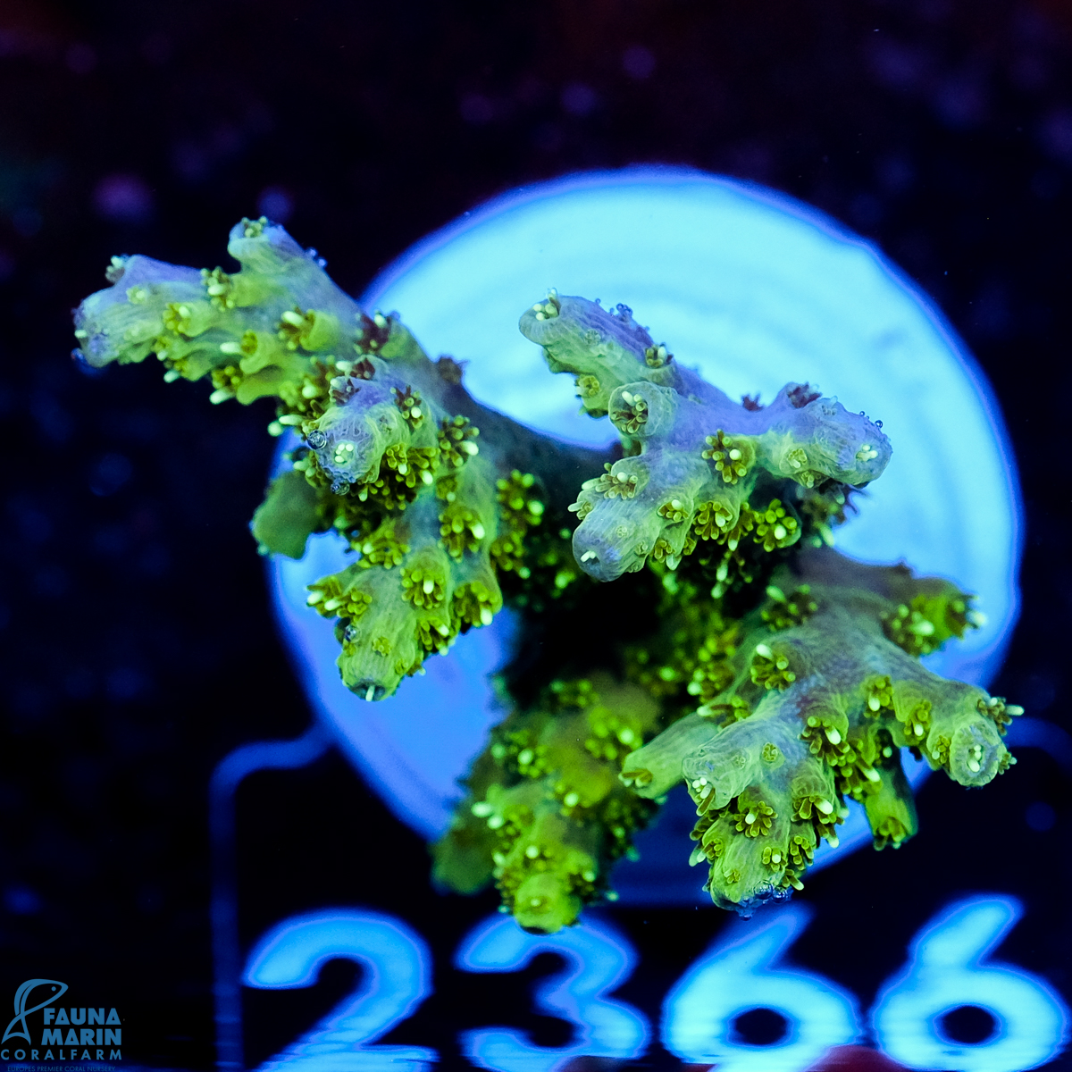 FMC Acropora hyacinthus Green