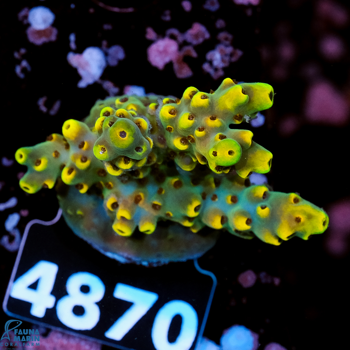 FMC Acropora sarmentosa