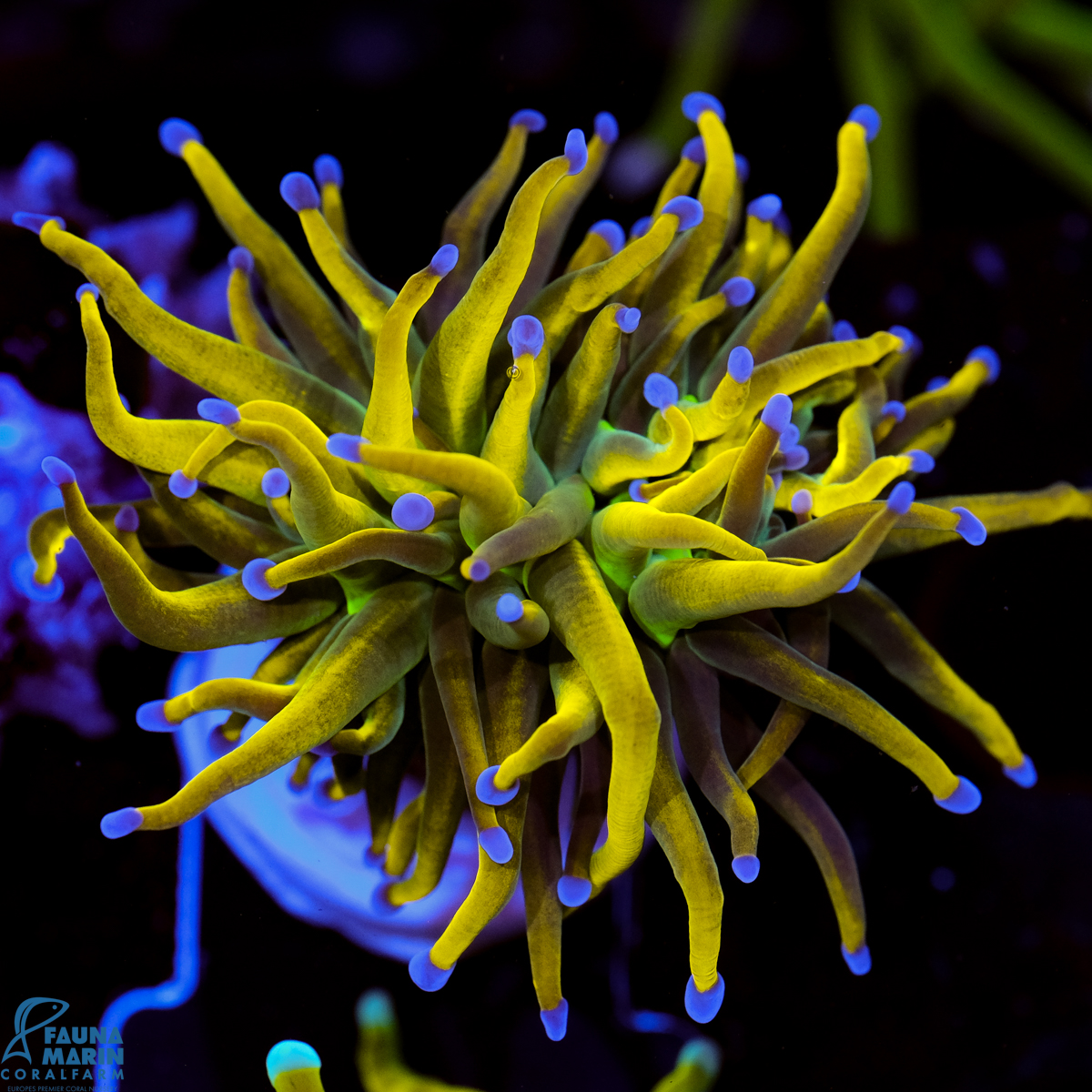 FMC Euphyllia glabrescens Rapunzel V