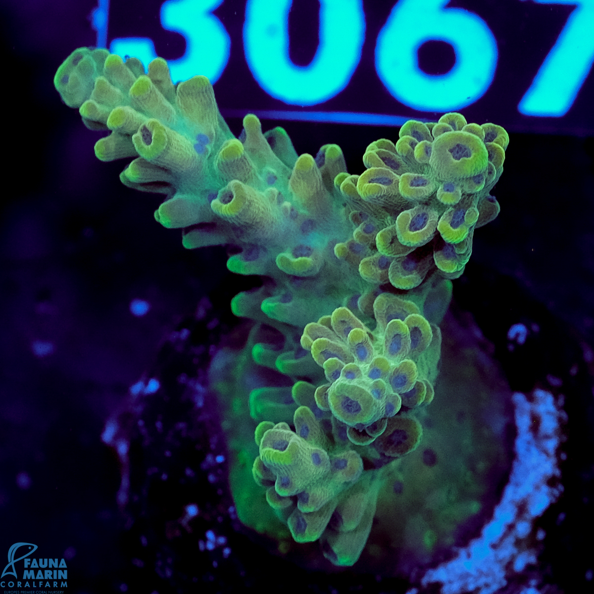 FMC Acropora insignis Jungle Orchid