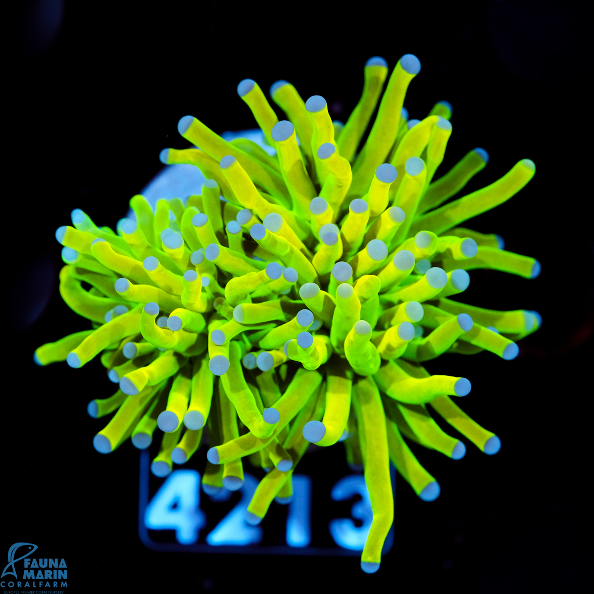 FMC Euphyllia glabrescens Holy Grail