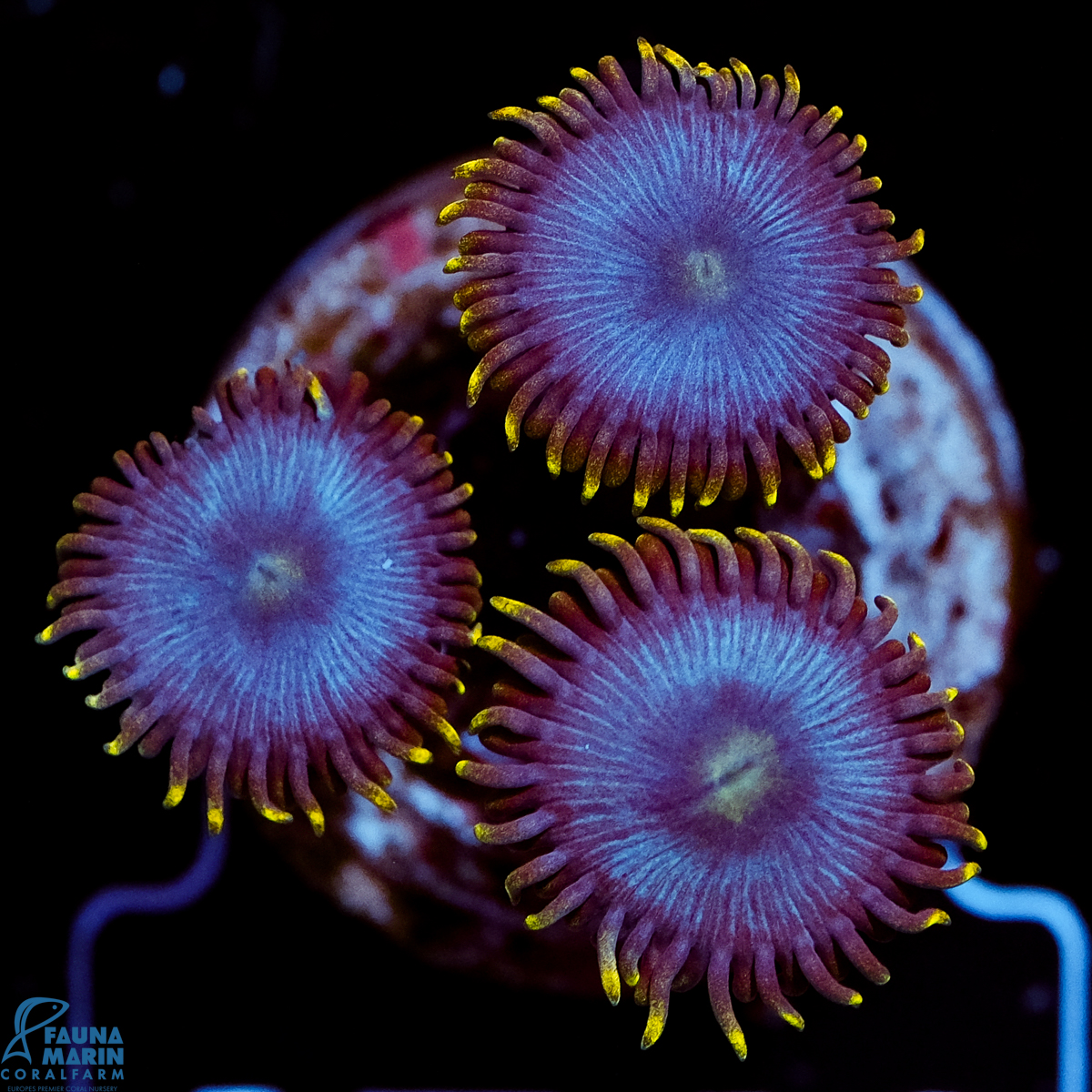 FMC Zoanthus Aussie Blue Pansies