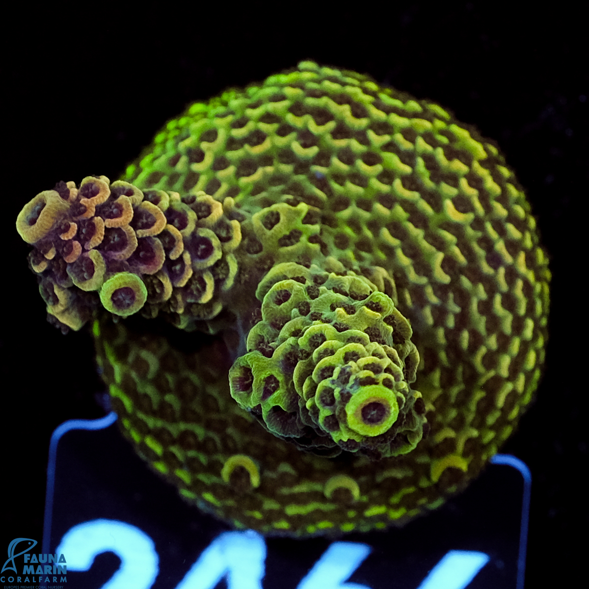 FMC Acropora spathulata Yellow Green