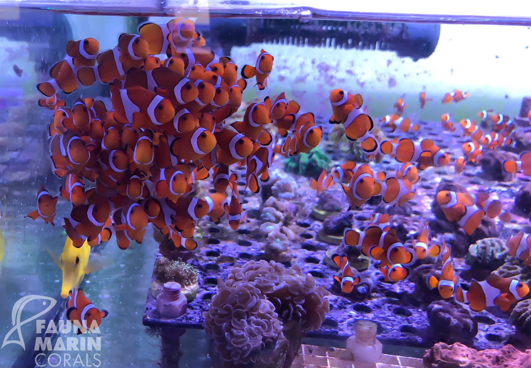 Amphiprion ocellaris Falscher Clown - Anemonenfisch DNZ