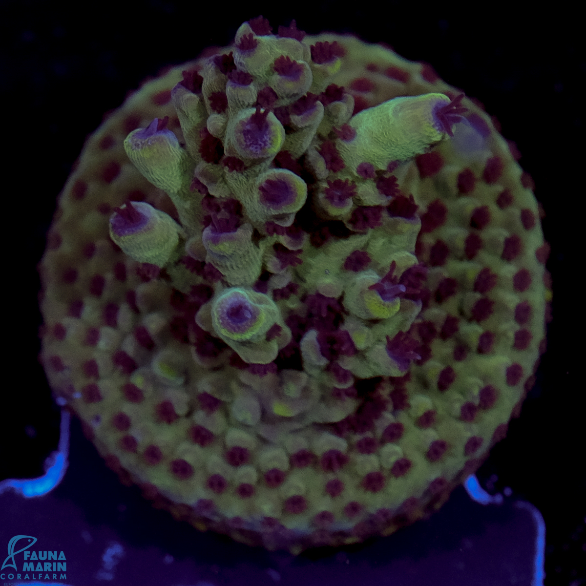 FMC Acropora Purple Polyp