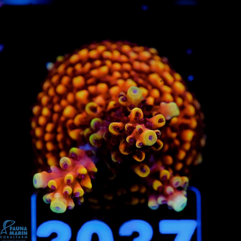 FMC Acropora Pink Cadillac V