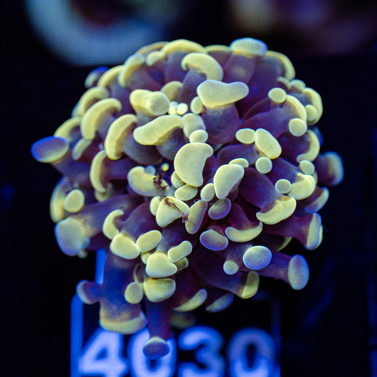 FMC Euphyllia baliensis Gold Nugget V