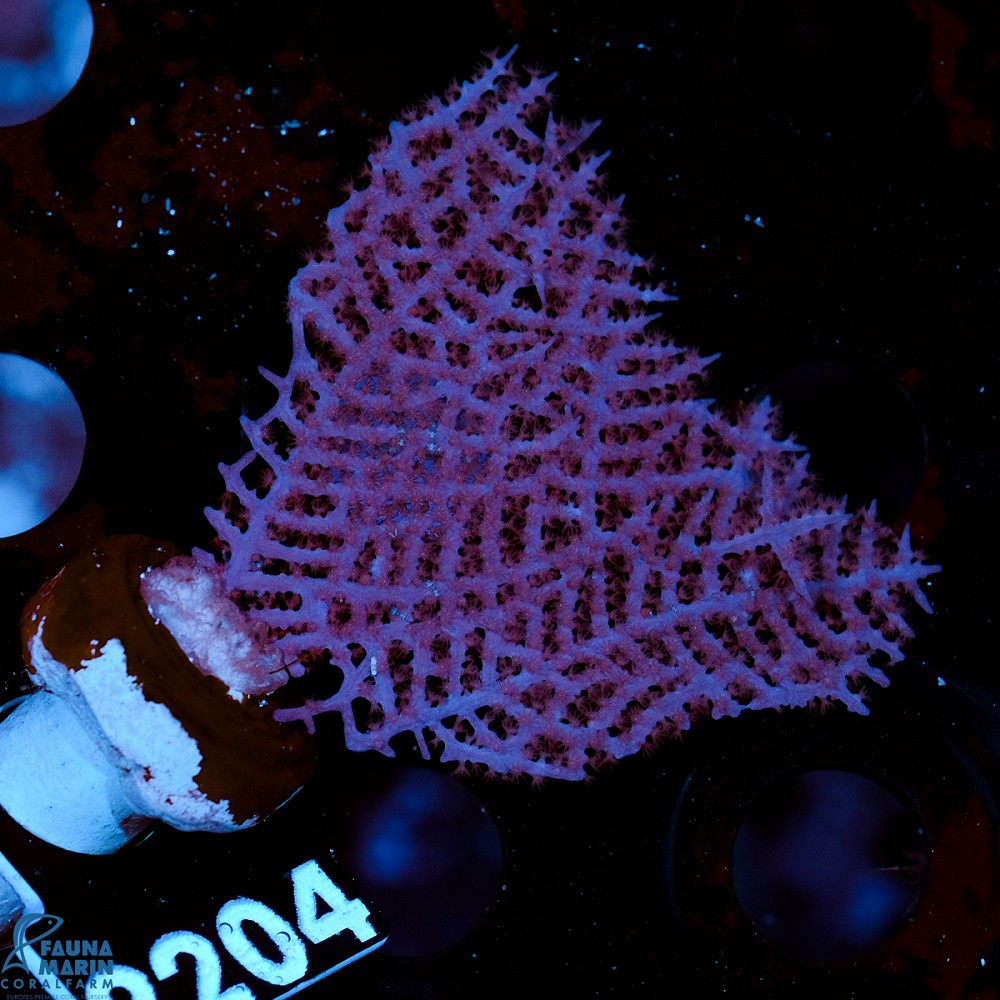 FMC Gorgonia ventalina V
