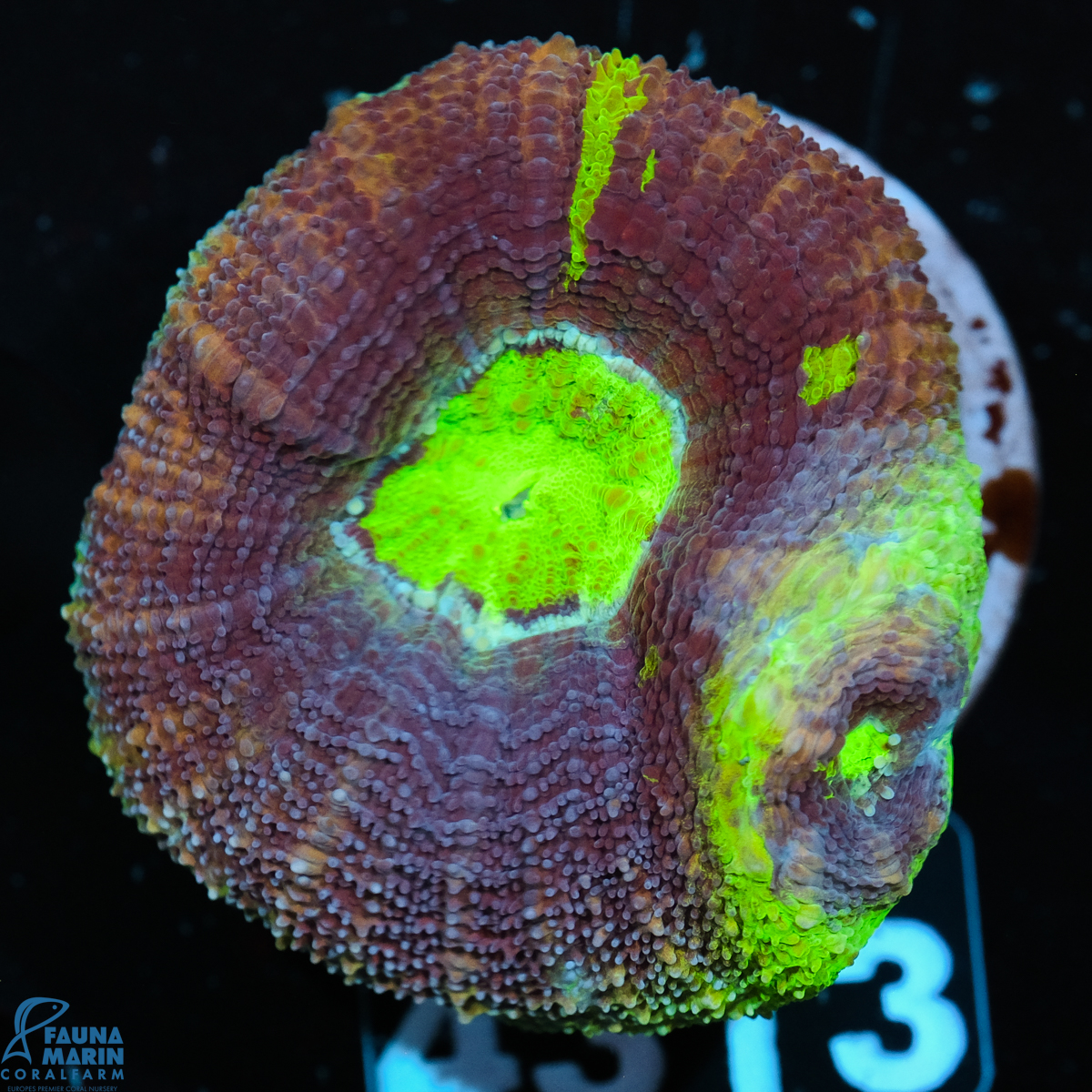 FMC Acanthastrea bowerbanki Toxic Green