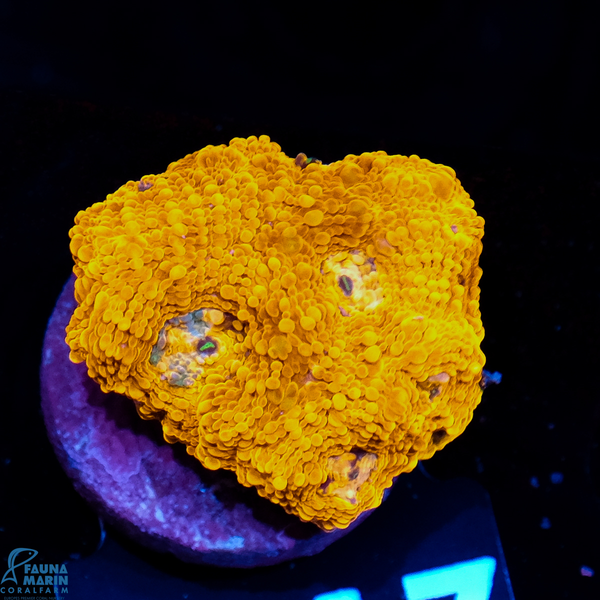 FMC Acanthastrea echinata Goldnugget grafted