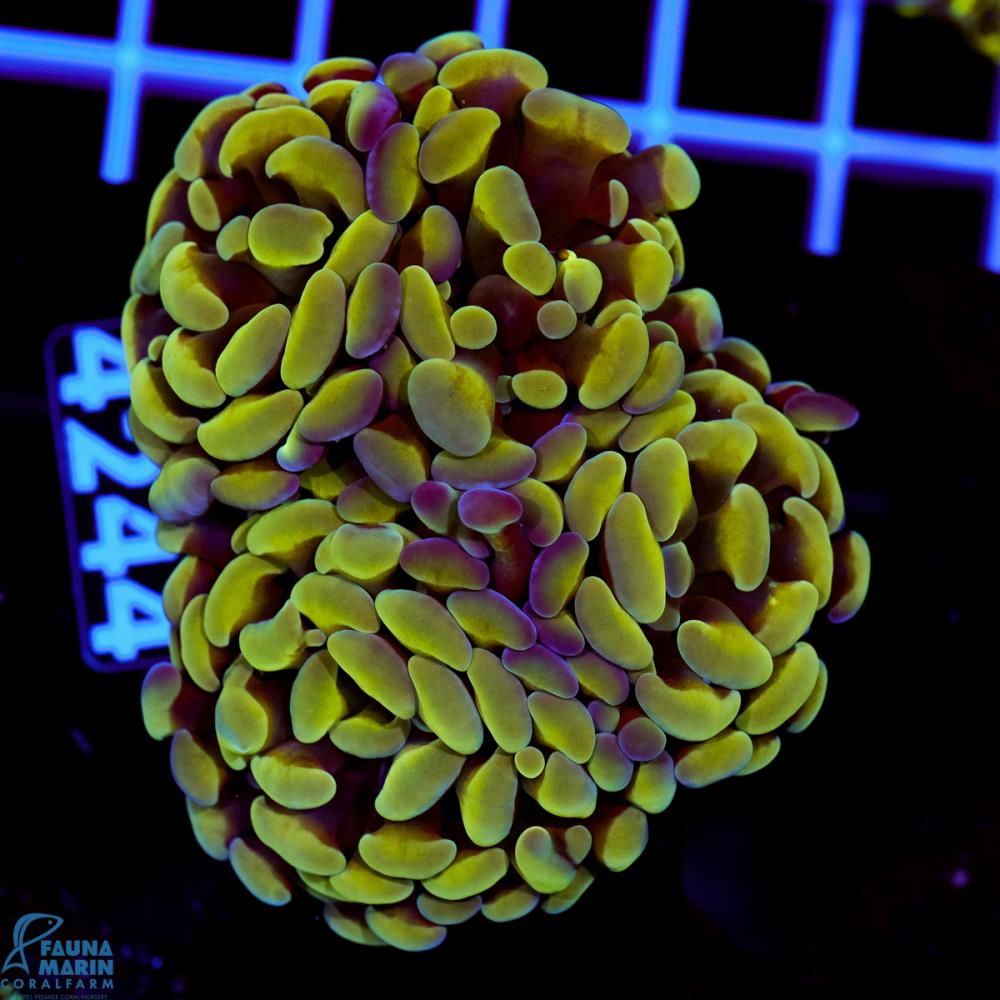 FMC Euphyllia baliensis Yellowish