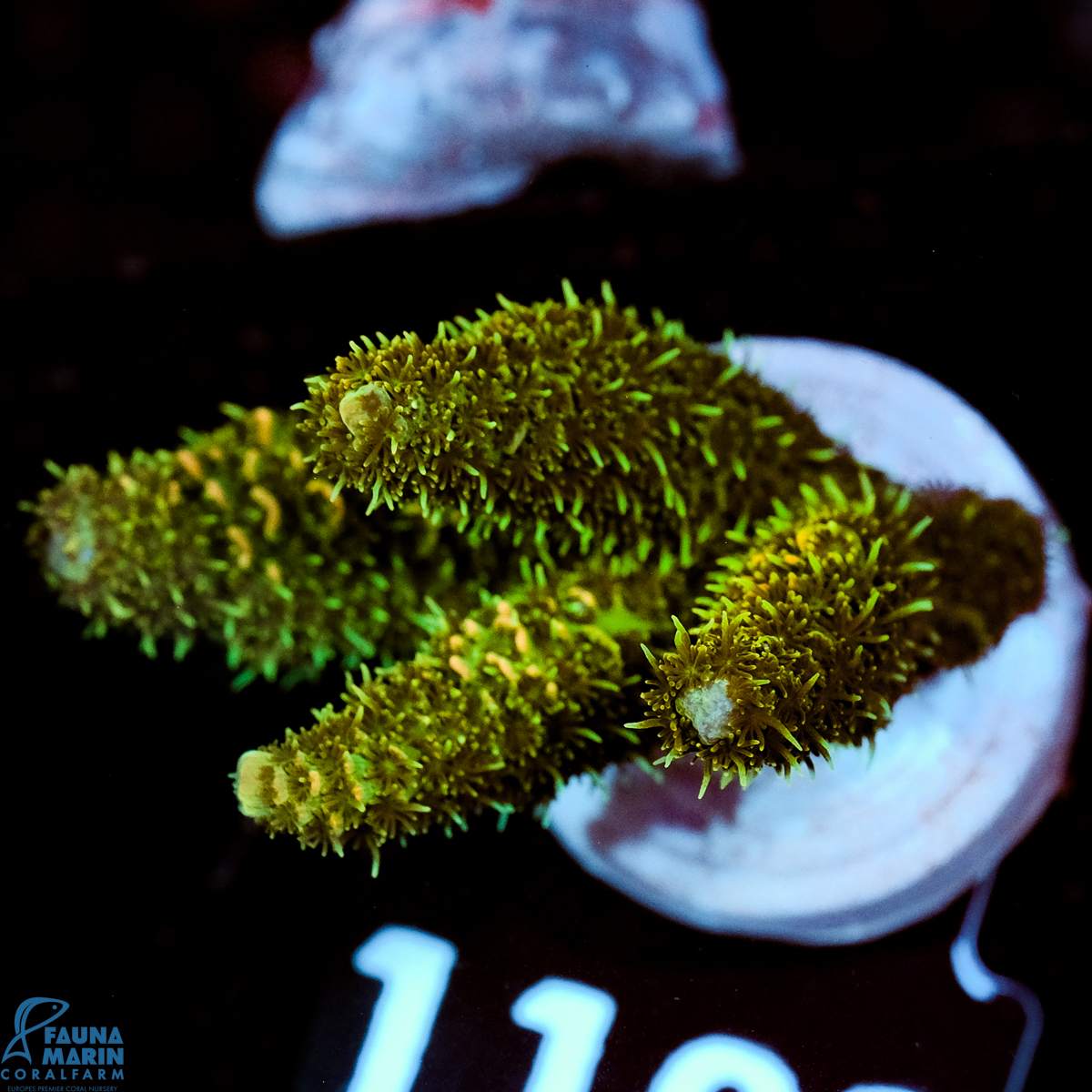 FMC Acropora millepora Jungle Lover