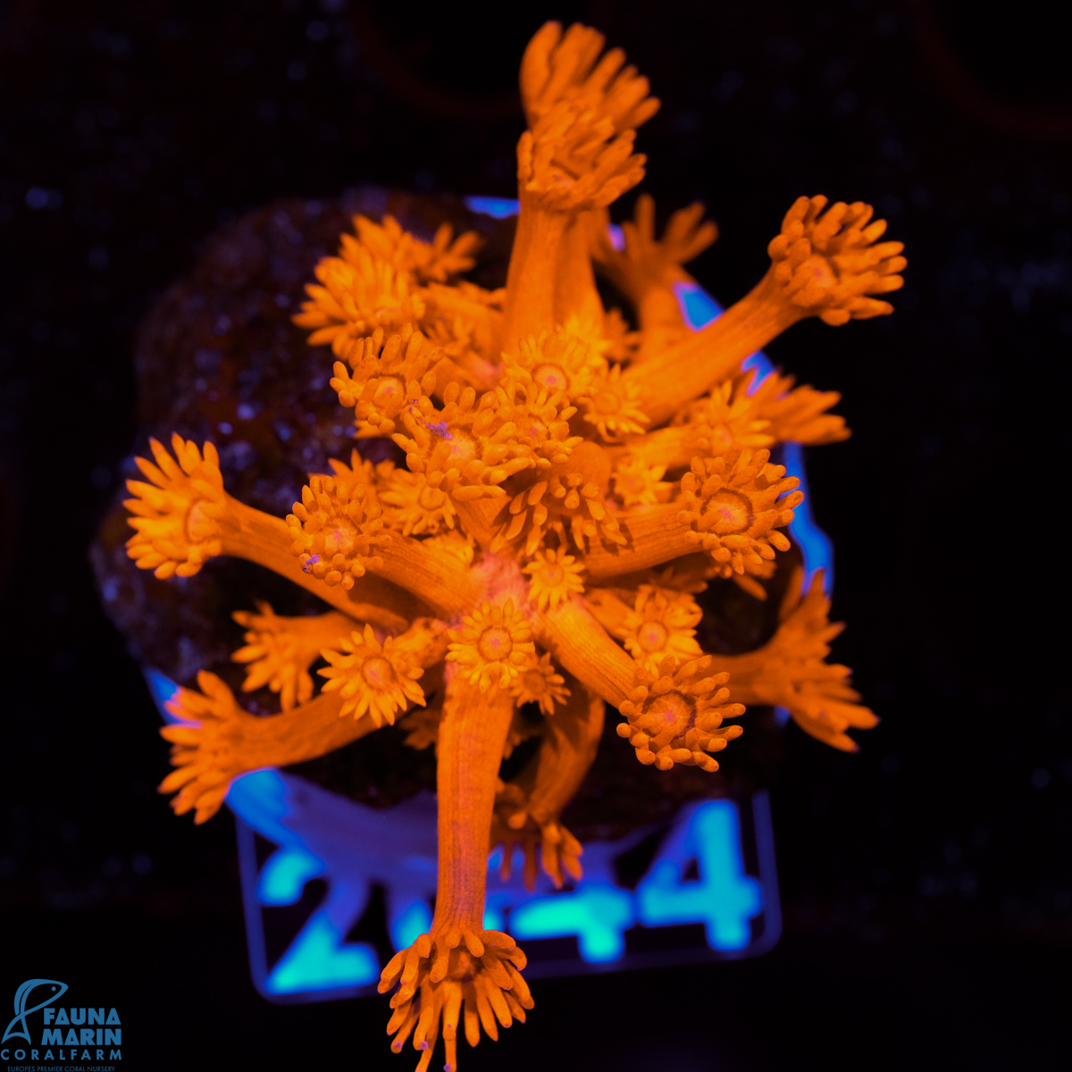 FMC Goniopora Red