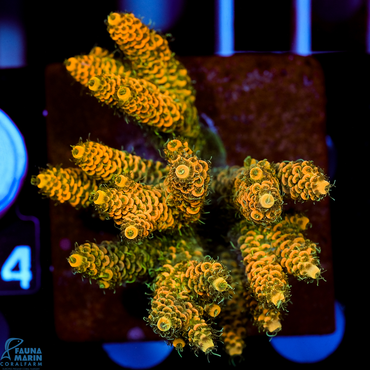 FMC Acropora millepora Yellow