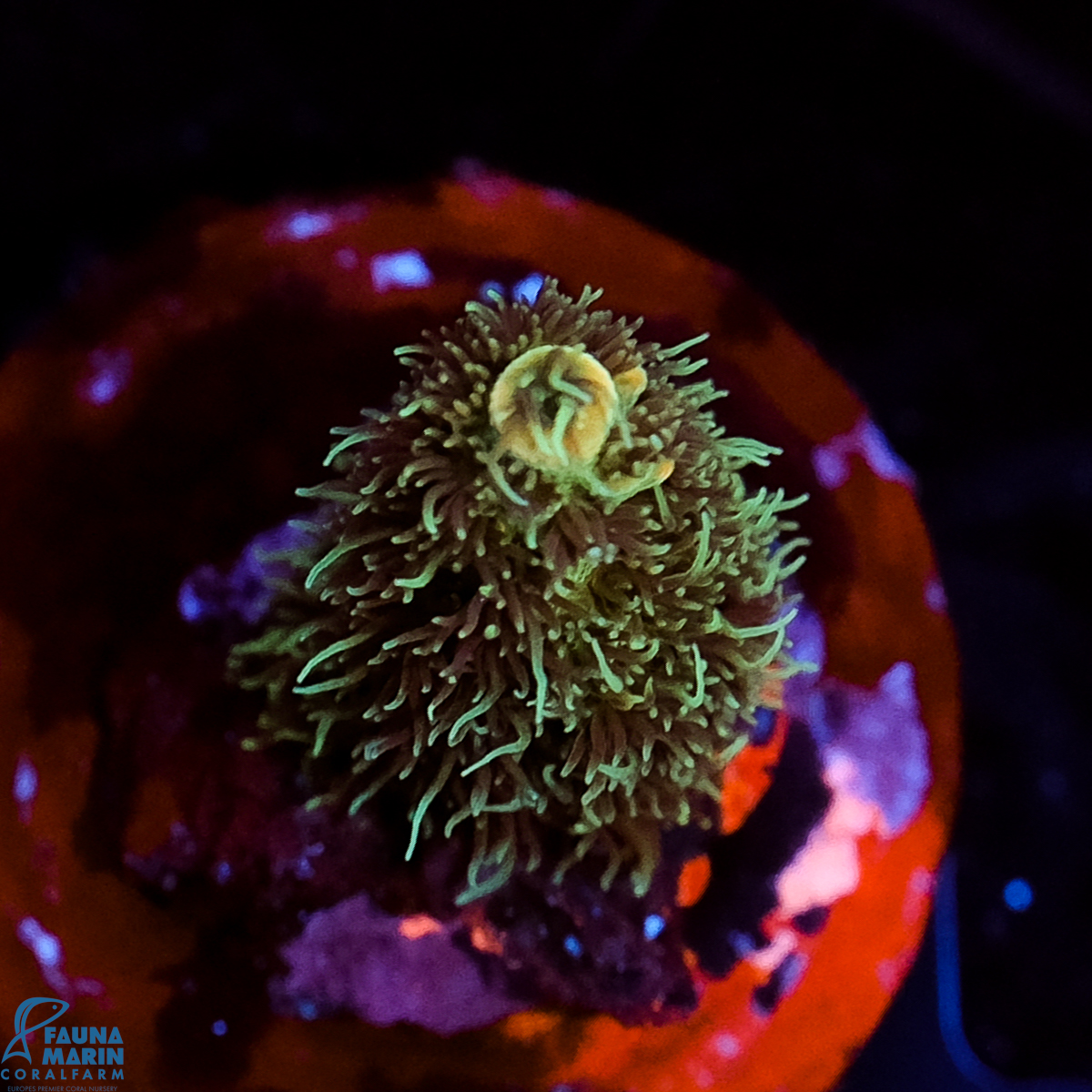 FMC Acropora millepora Green