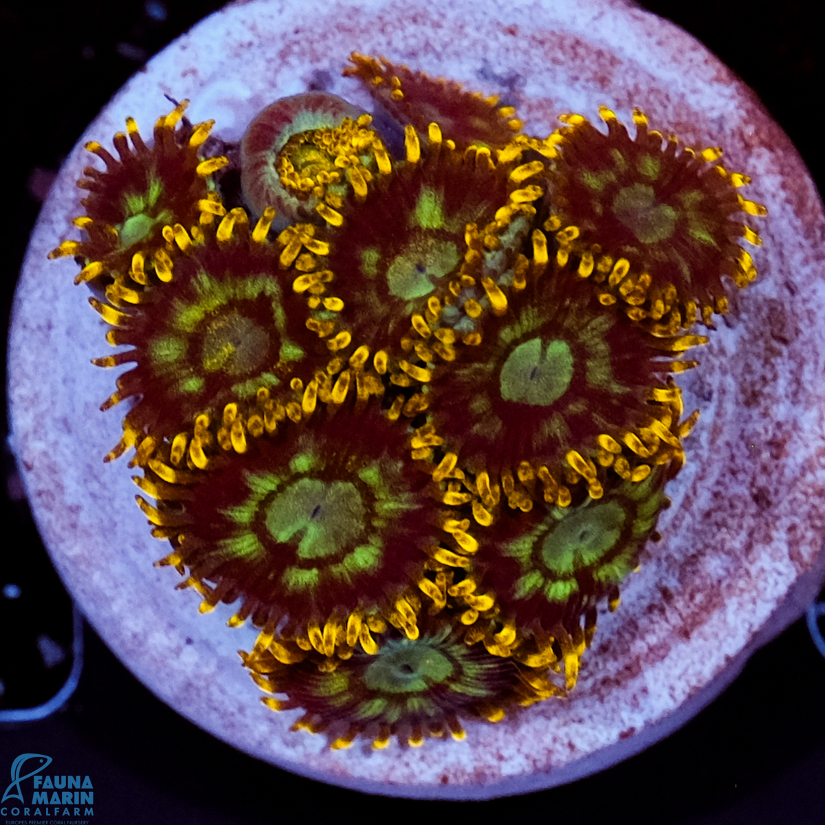 FMC Zoanthus Electric Daisy