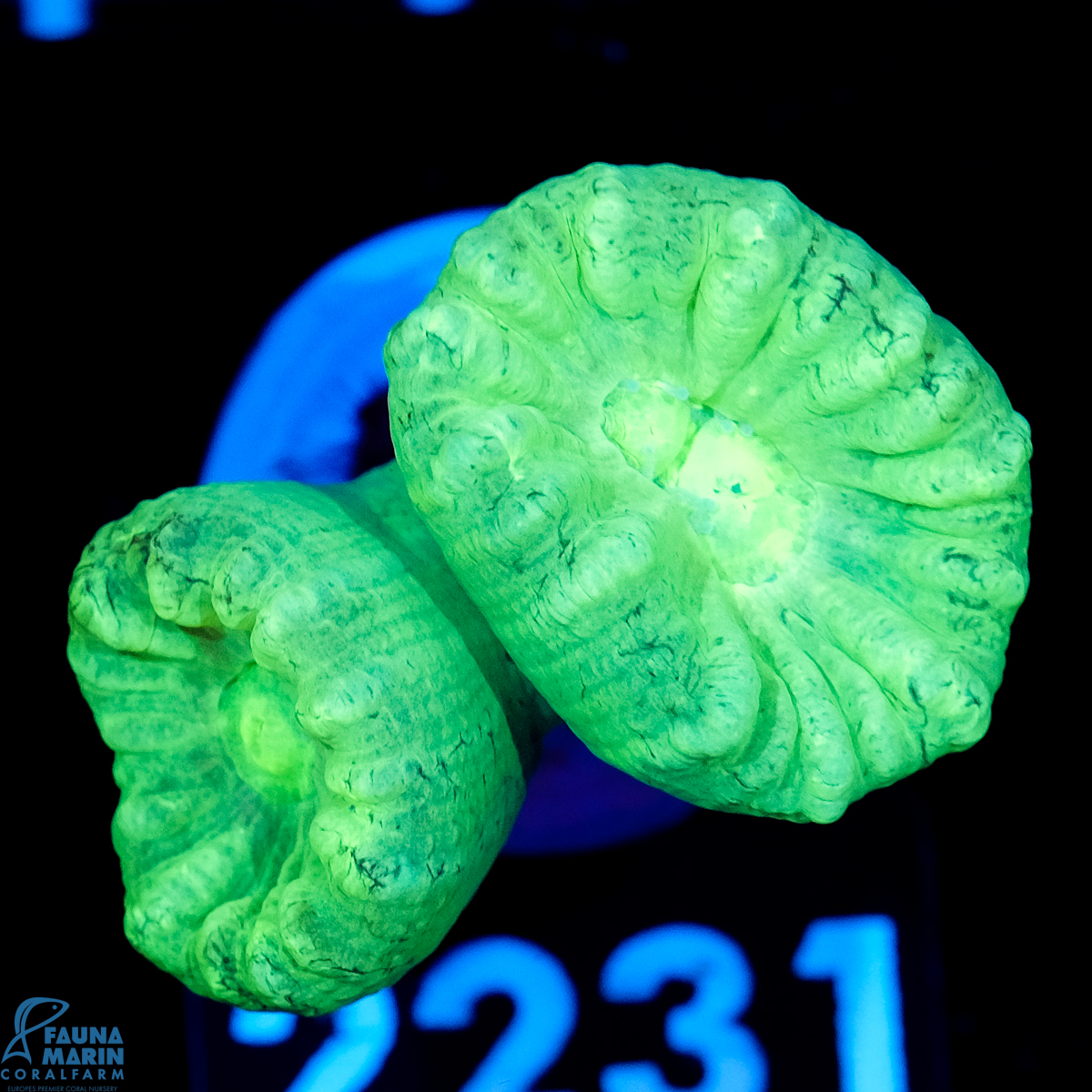 FMC Caulastrea Mint