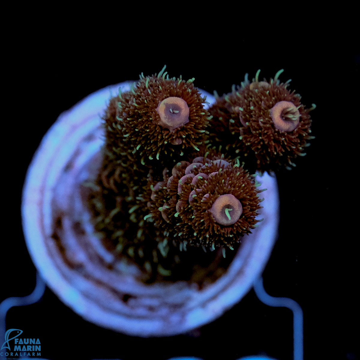 FMC Acropora millepora Purple Dragon