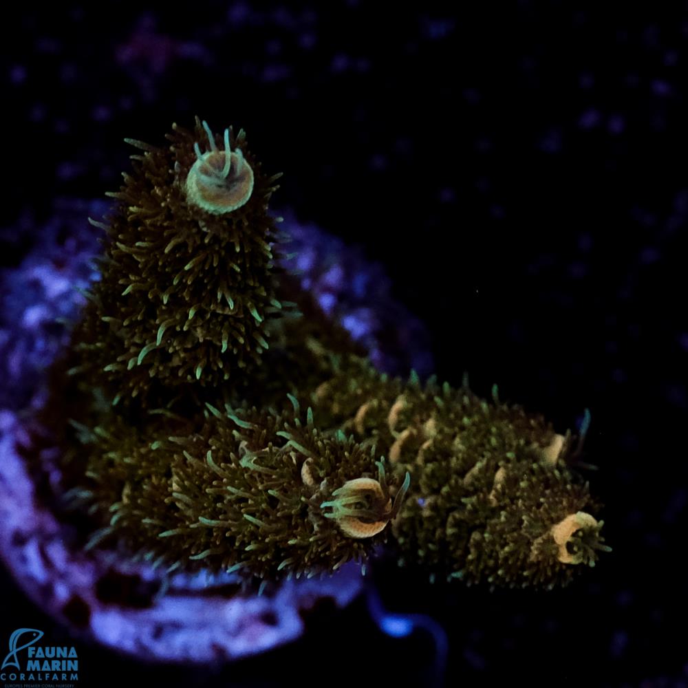 FMC Acropora millepora Nightcrawler