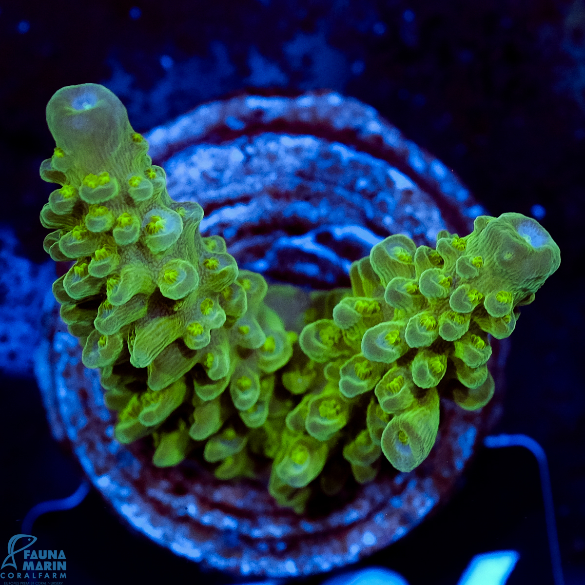 FMC Acropora Green