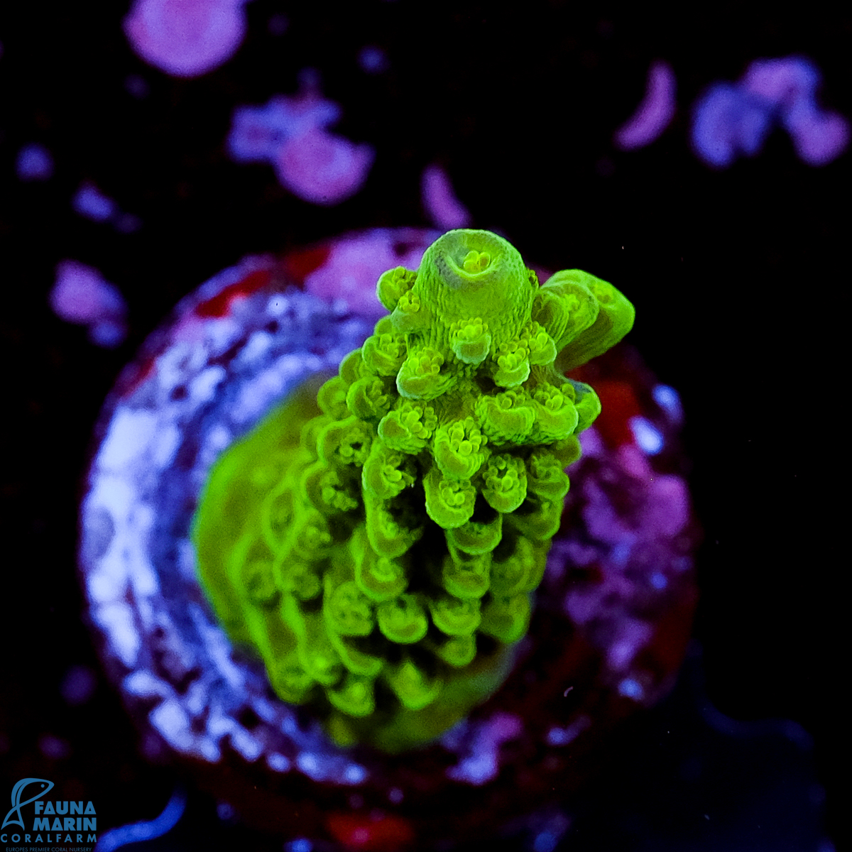 FMC Acropora Enzmann