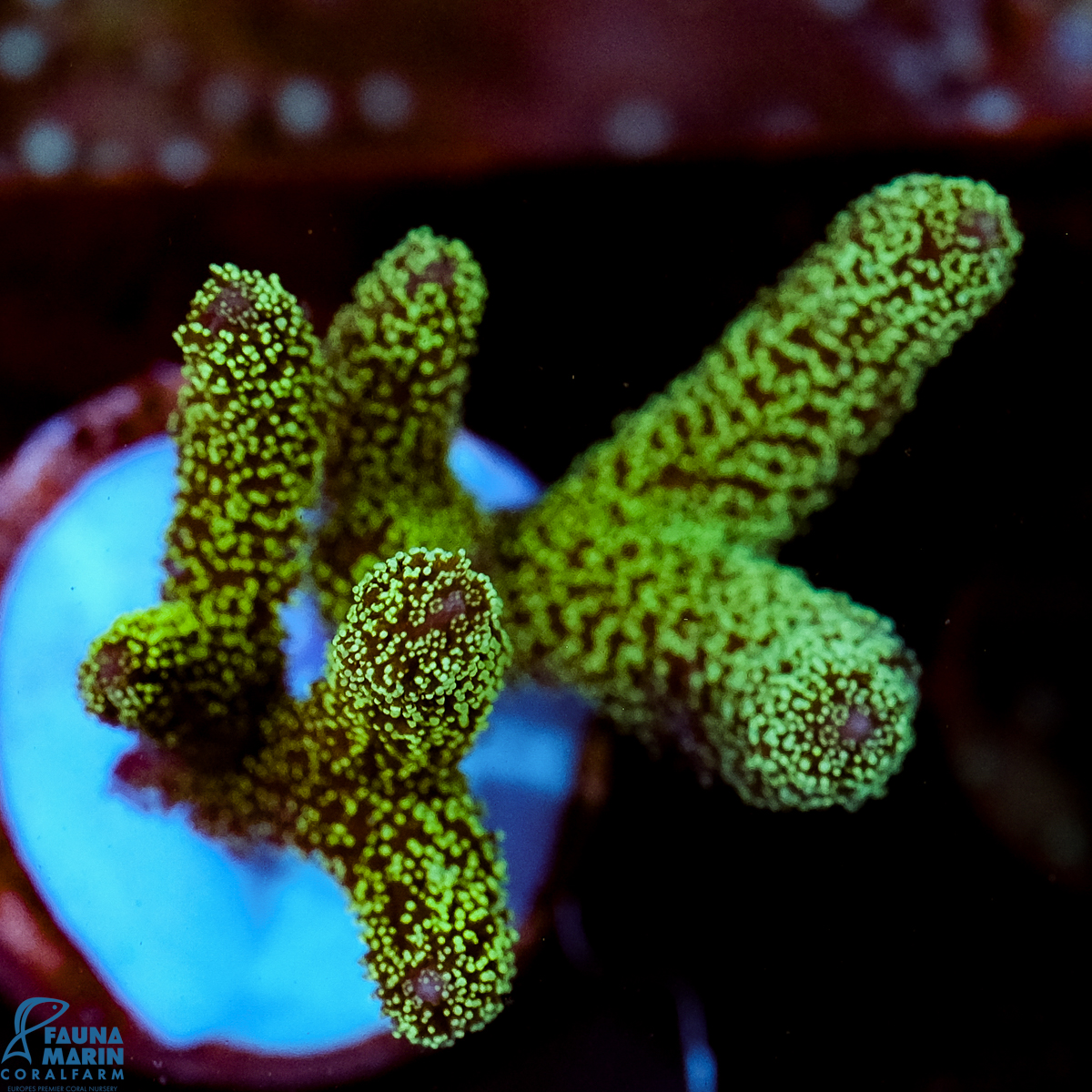 FMC Seriatopora caliendrum Neon Green