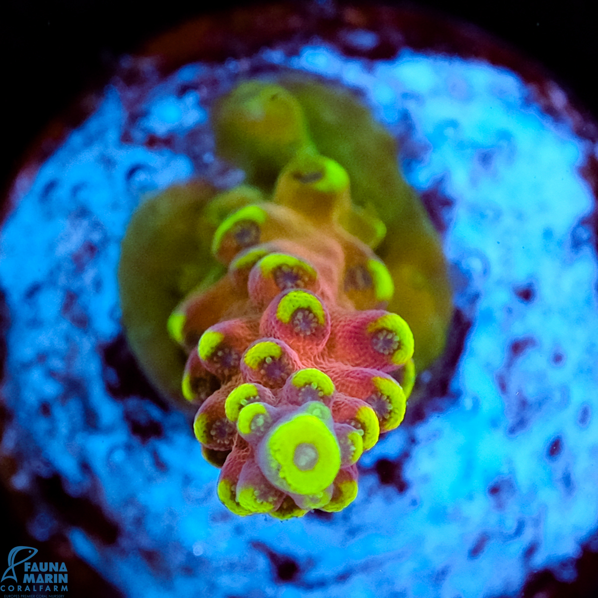 FMC Acropora Bubble Yum