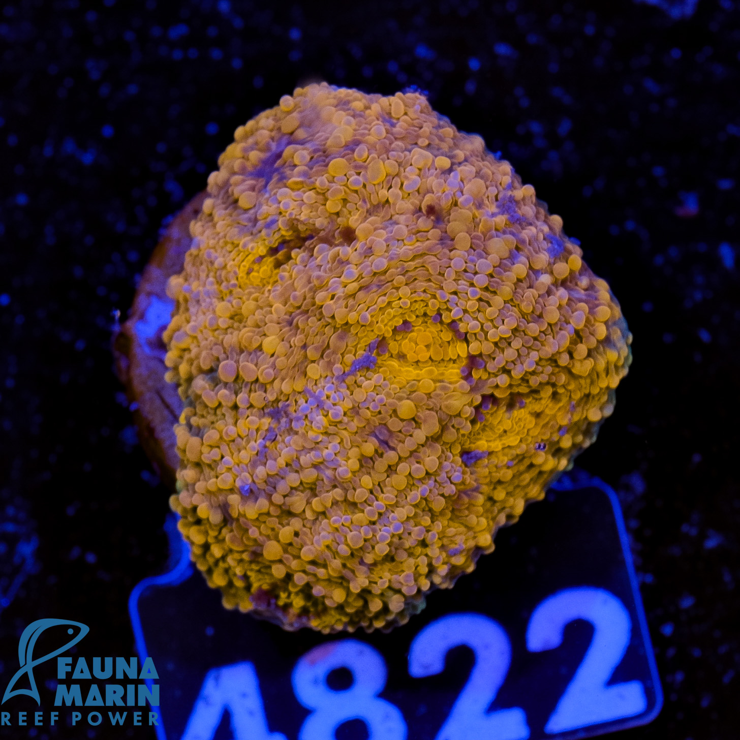 FMC Acanthastrea echinata Gold Treasure