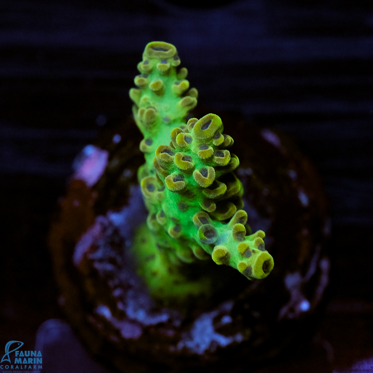 FMC Acropora insignis Jungle Orchid