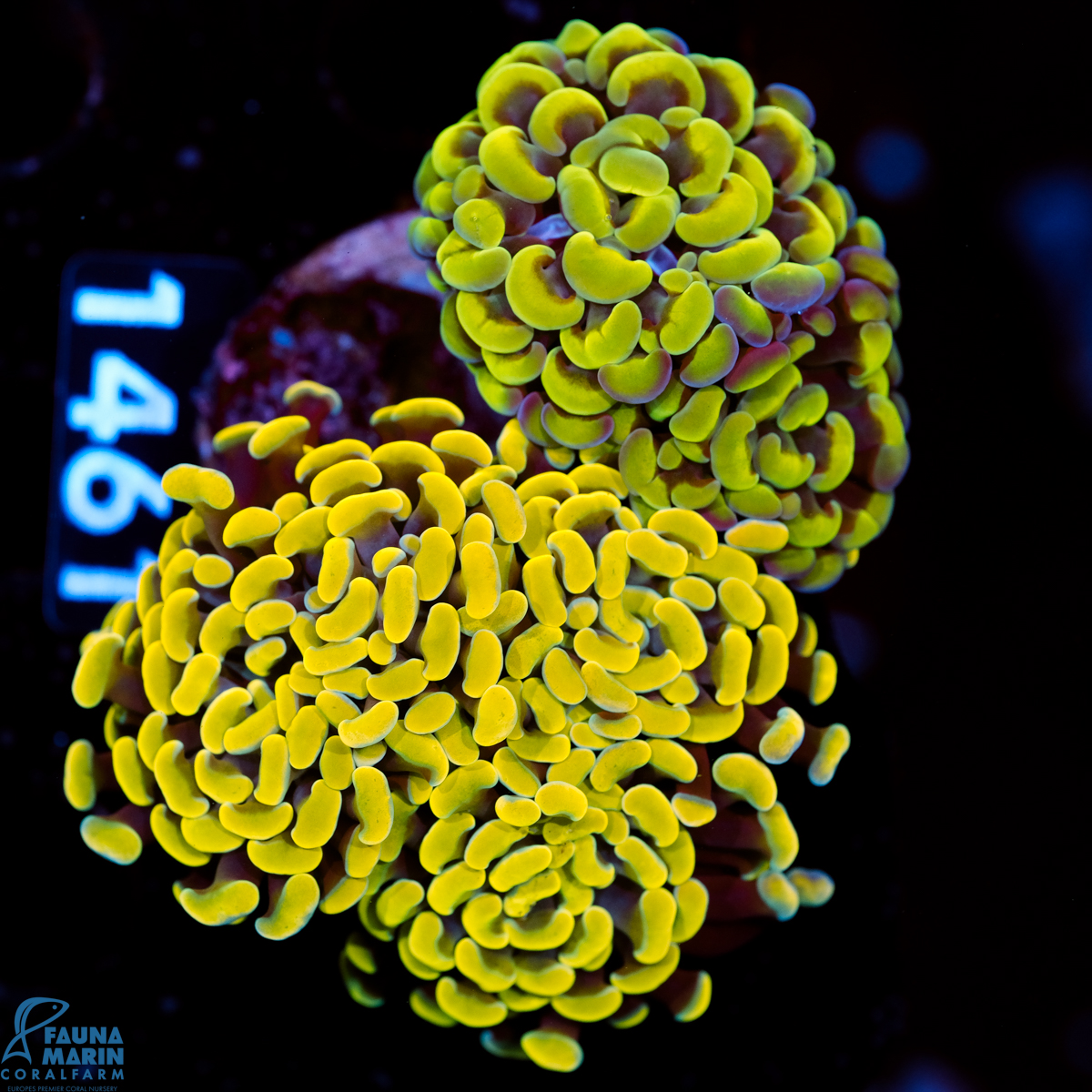 FMC Euphyllia Garden