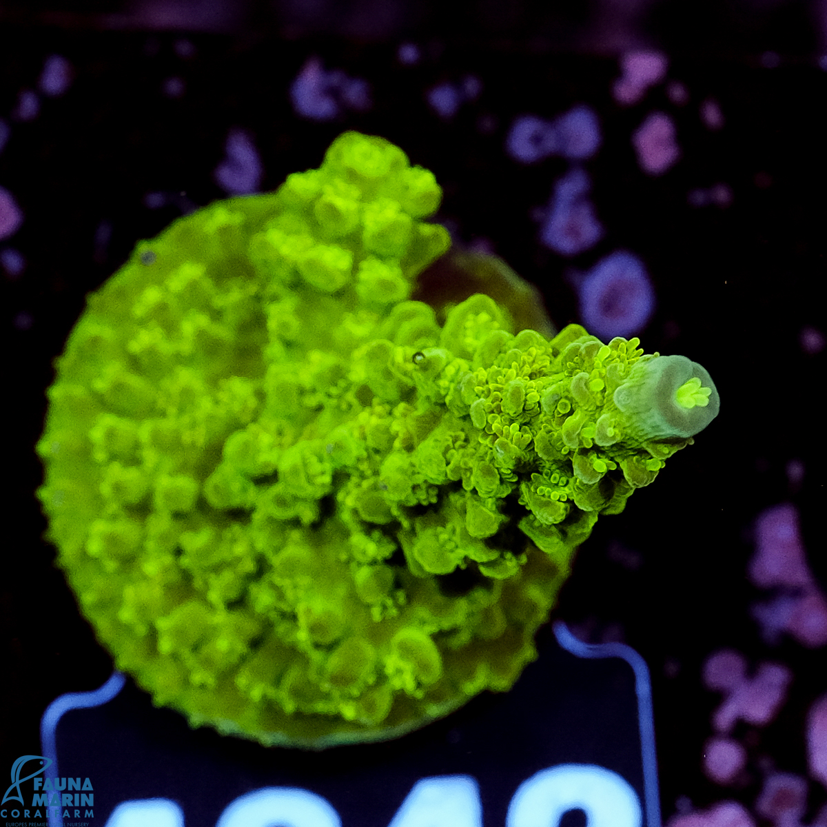 FMC Acropora Enzmann