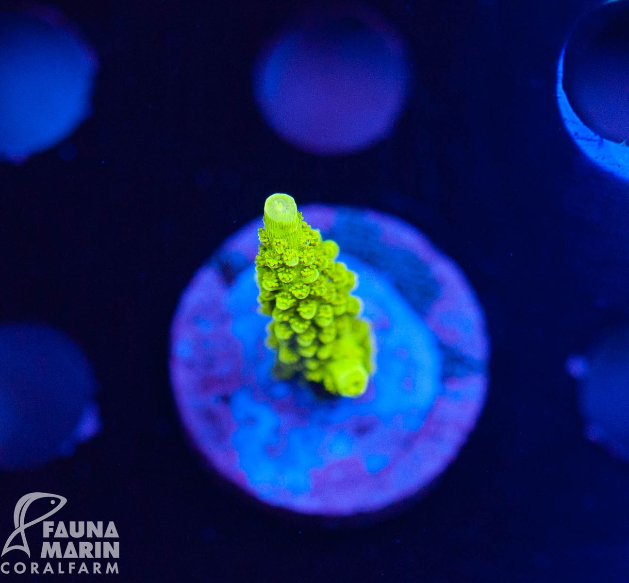 Cherry Pop Acropora – Ultra LPS Corals