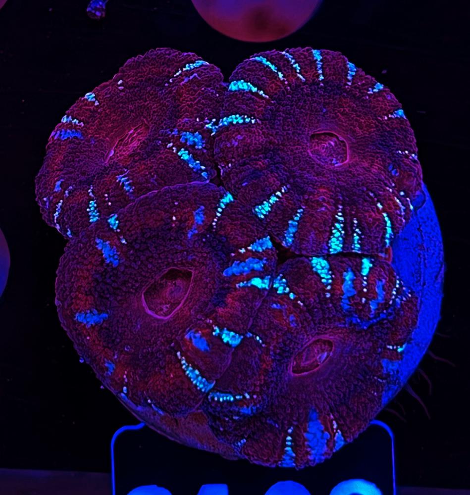 FMC Acanthastrea maxima