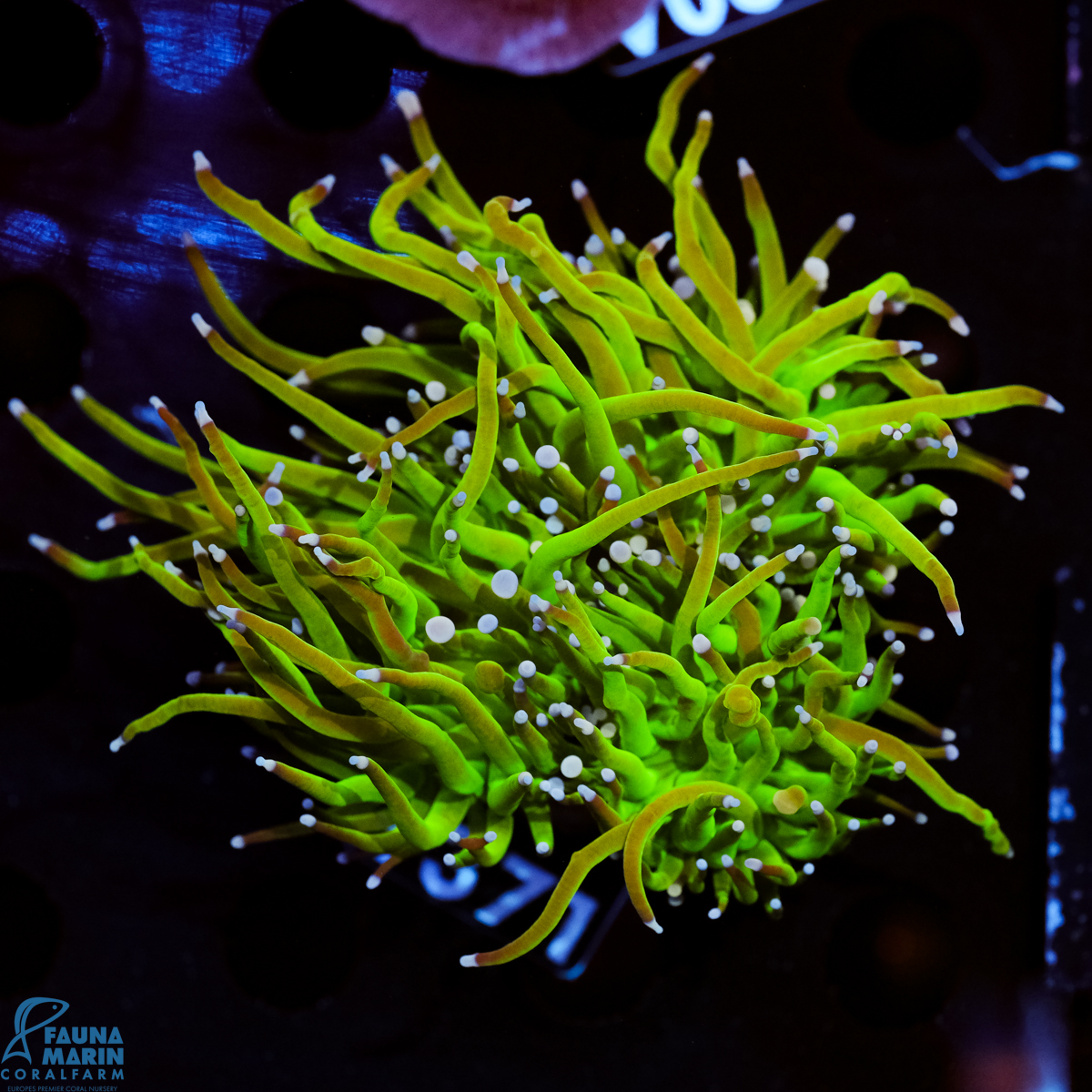 FMC Euphyllia glabrescens Toxic Torch