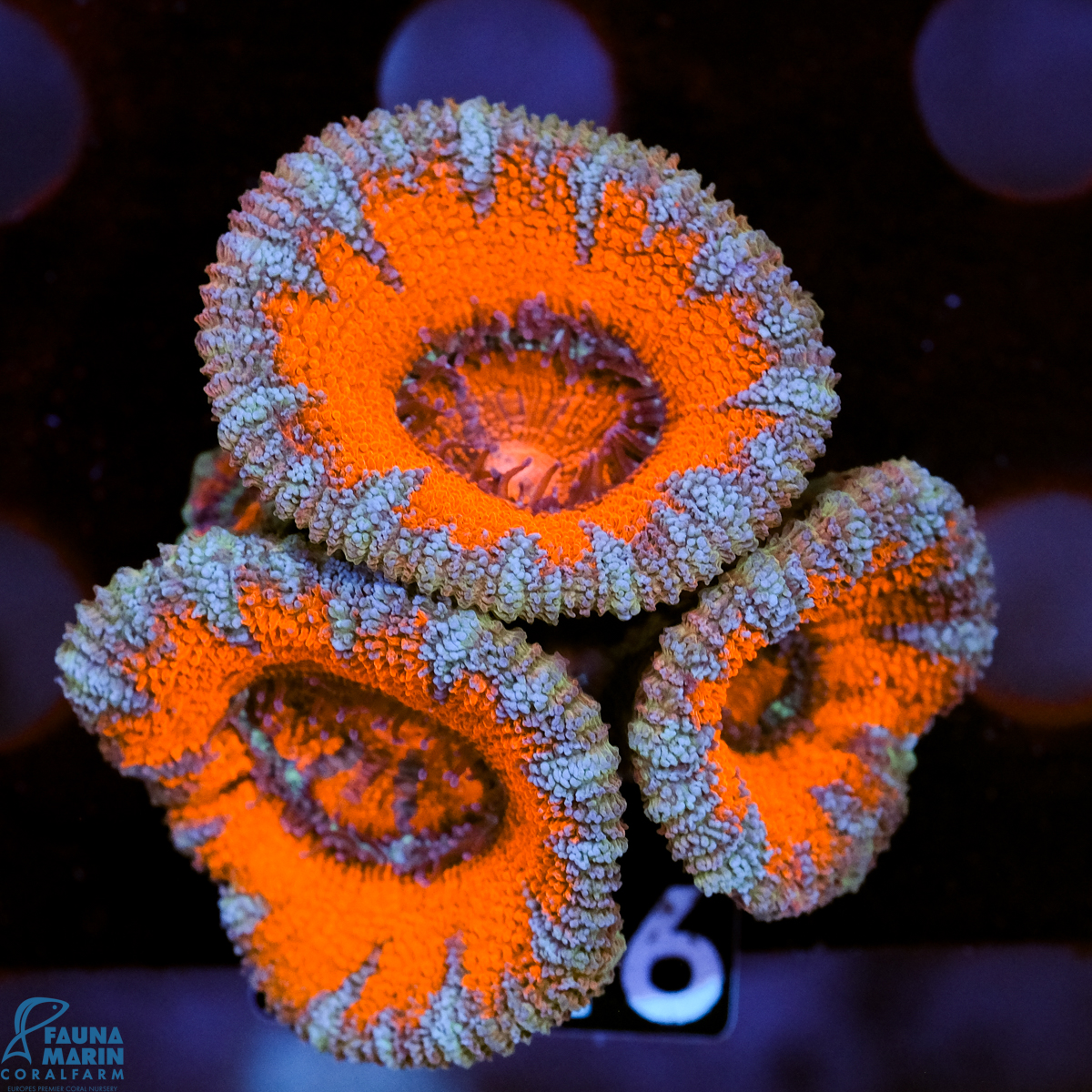 FMC Micromussa lordhowensis Orange Blue Ring